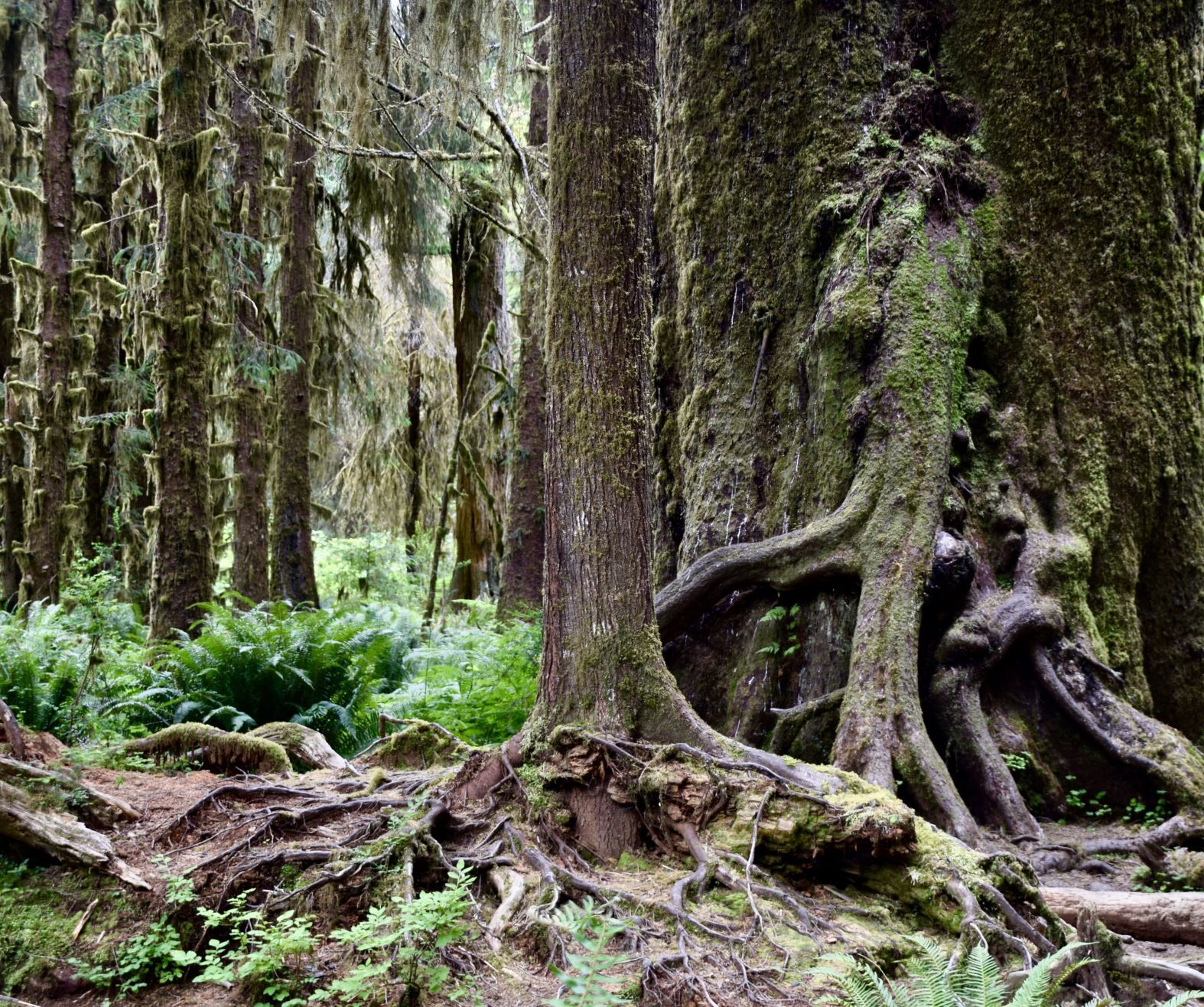 Travel: Olympic National Park
